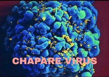 ViruS Chapare và nguy cơ lây nhiễm từ người sang người