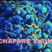 ViruS Chapare và nguy cơ lây nhiễm từ người sang người