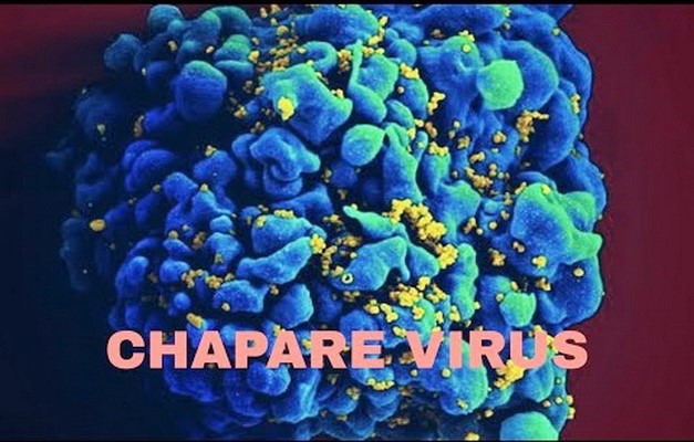 ViruS Chapare và nguy cơ lây nhiễm từ người sang người