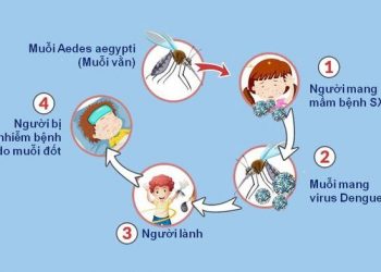 Muỗi vằn lây truyền virus Dengue gây bệnh sốt xuất huyết