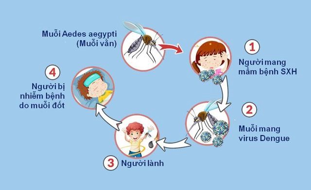 Muỗi vằn lây truyền virus Dengue gây bệnh sốt xuất huyết