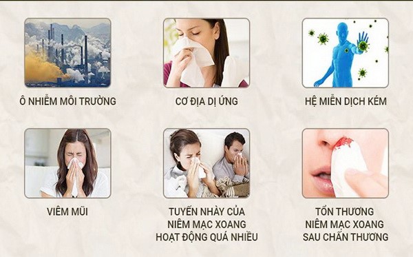 Nguyên nhân gây viêm mũi dị ứng.