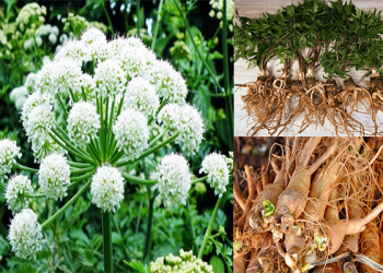 Vị thuốc đương quy trong bài thuốc dưỡng thận bổ phế.