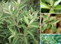 Khổ sâm trong bài thuốc trị mẩn ngứa.