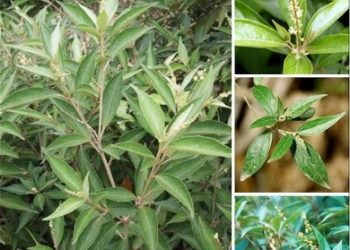 Khổ sâm trong bài thuốc trị mẩn ngứa.