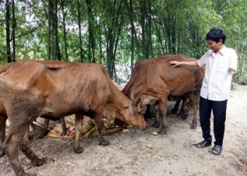 Phát triển chăn nuôi giúp gia đình anh Sơn ổn định cuộc sống.