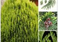 Không chỉ làm cảnh đẹp, trắc bách diệp còn là vị thuốc Đông y trị nhiều bệnh, đặc biệt làm thuốc trị chứng xuất huyết do nhiệt.
